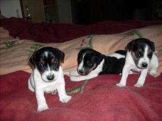 Super süsse Jack Russell Terrier zu verkaufen