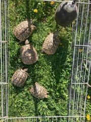 5 griechische Landschildkröten THB Zuchtgruppe