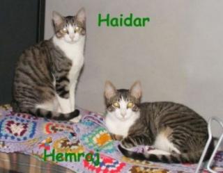Haidar Hemraj ein eingespieltes Team