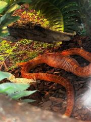 Kornnattern mit Terrarien