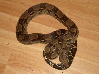 Boa Constrictor 100 Het. Albino ENZ 2021