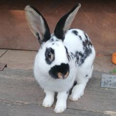 Tobi - Kaninchen - männlich - 10 Monate - kastriert