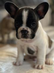 Französische Bulldogge Welpen