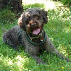 LA-CODY - männlich 5 Jahre 51 cm 18 kg Lagotto Romagnolo Gechipt Nicht kastriert