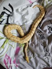 1. 0 Coral Glow poss Creme