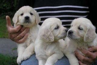 Golden - Retriever Welpen Rüden zu verkaufen