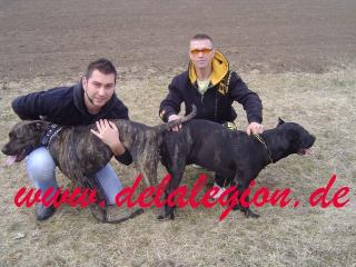 Presa Canario Kennel de la Legion