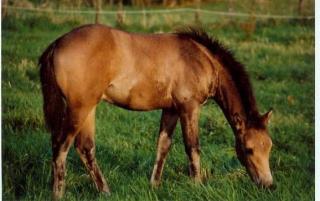 Quarter in Traumfarbe Buckskin
