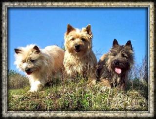 Cairn-Terrier Welpen von der Iburg. einfach super
