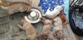 Noch 2 süße Goldendoodle Welpen suchen ihre Traumfamilie