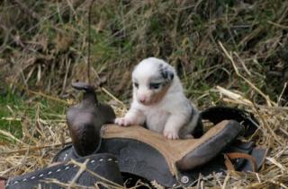 Australian Shepherd Welpen Abgabe April m. ASCA P.