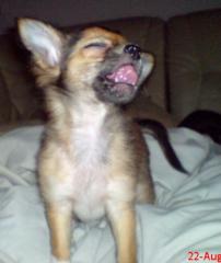Chihuahua LH Rüde mit Papiere