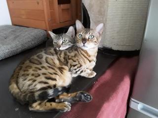 Süsse Bengal Kitten