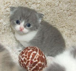 BKH KItten in tollen Farben - blue-white, lilac-white, blue tortie white