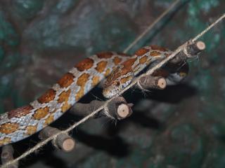 Kornnattern natur abzugeben