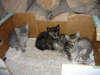 Katzen, 4 kleine Baby katzen 7Wochen alt zum verschenken