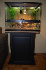 Zwergbartagame weiblich mit Terrarium und Zubehör zu verkaufen