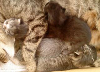 Süße katzenbabys