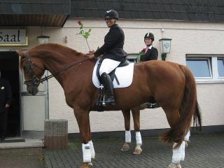 Reitbeteiligung für 2x d. W. an Springpferd zu vergeben