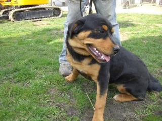 Bessi Britta Rottweiler