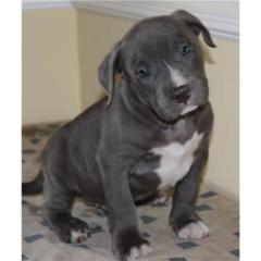 American Pit Bull Welpen Blueline