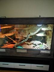 Bartagamenpärchen und Terrarium
