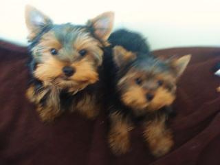 2 Yorkshire Terrier Welpen