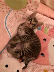 Sphynx Kitten