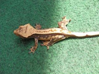 Verschiedene Geckos und Vogelspinne abzugeben