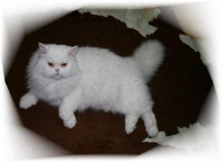 Weißer Perserdeckkater in Bremen