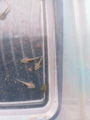 Axolotl babys zum reservieren