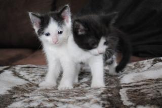Katzenbabys. Männlich. 6 Wochen alt.