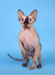 Reinrassige Canadian Sphnyx Katze Stammbaum
