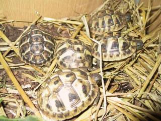 Griechische-Landschildkröten THH und THB