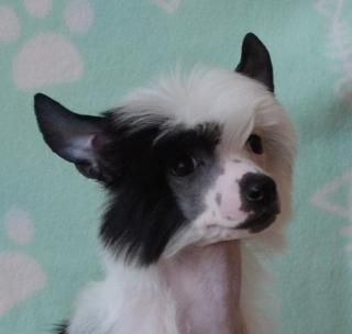 Chinesischer Schopfhund Welpe