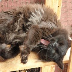Kater, 1, 5 Jahre alt, Persermischling