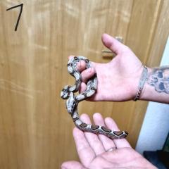 Boa constrictor Babys