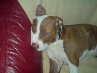 American Pit Bull