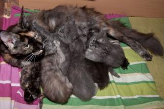 Maine Coon Kitten