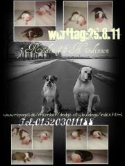 American Bulldog Welpen aus Dodge City Bulldogs