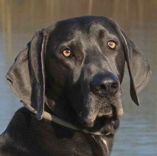 JOE FRITZ - männlich 2 Jahre 63 cm 32 kg Weimaraner Gechipt