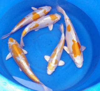 Saisonbeginn bei Fördefisch / Koikarpfen-Teichfische-Biotopfische-Teichmuscheln