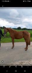 Deutsches Reitpony Stute