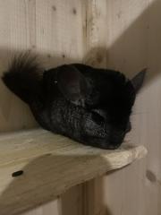 Chinchilla Böckchen abzugeben