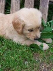 Golden Retriever Welpen