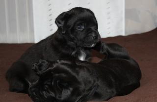 Hunde, Welpen, Saupacker, Molosser, mit Papieren, .
