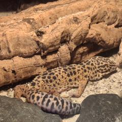 Leopardengecko Gruppe mit Zubehör und Terra