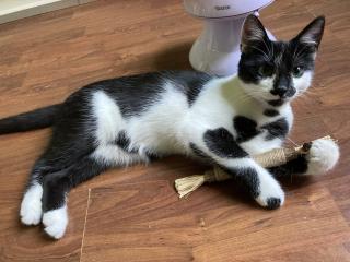 Katze, Siam/EK- Mix, 6 Monate alt, kastriert, abzugeben