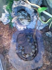 Zwei Boa Constrictor zu verkaufen