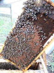 Bienenvölker auf Zander, Mini Plus Kunstschwarm